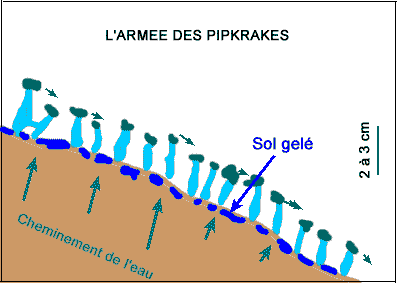 Pipkrakes Pipkrakes