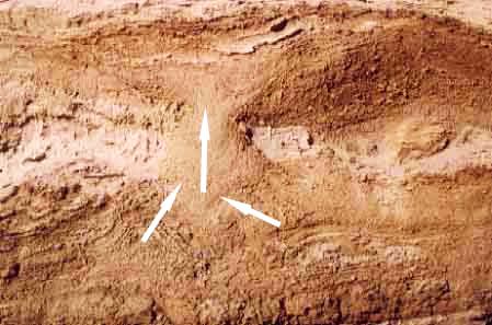 cryoturbation ou gélifluxion