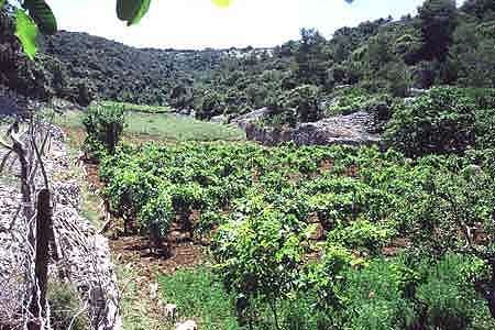 Vallée morte dans l'île de Brac