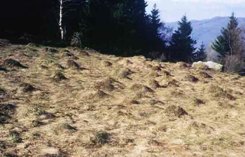 Pieds de vache sur la moraine de Cholonge (Isère)