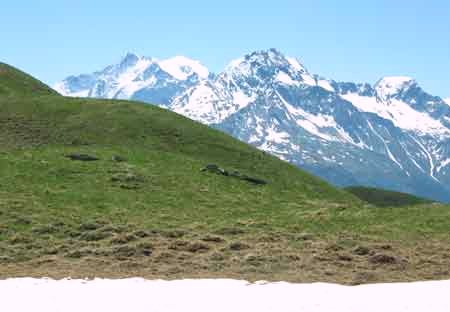 Pieds de vache sous le Mont Jovet (Savoie)