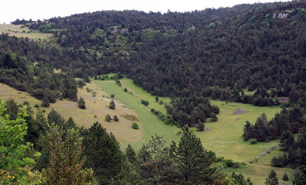 Une prairie sur le versant SO du Sommet de la Plaine