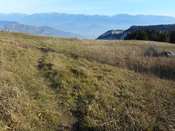 Prairie près du sommet de la Sure (massif du Vercors)
