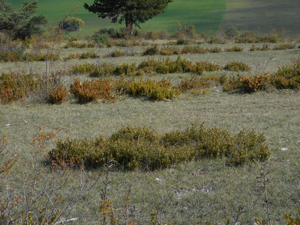 Alignements rectilignes de buis dans la vallée de Boussière (Drôme)