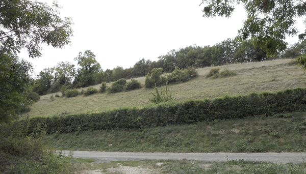 Haies de broue dans une vallée au-dessus d'Izieu (Ain)