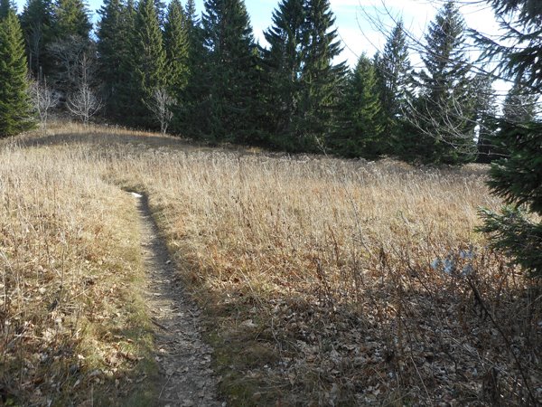 Une prairie sous le Bec de l'Orient (nord du Vercors)