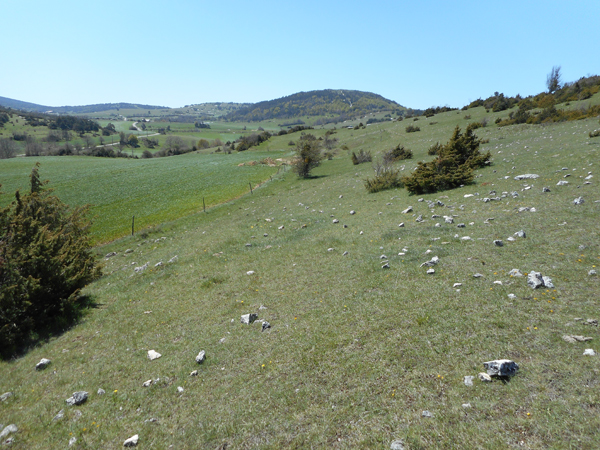 Sol à pierres apparentes, sur la moraine du Pas de la Rune (Vercors, Drôme)